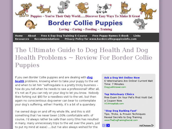 www.bordercolliepuppiesinfo.com