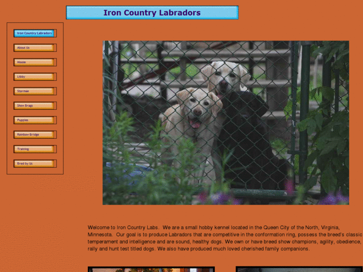 www.ironcountrylabradors.com