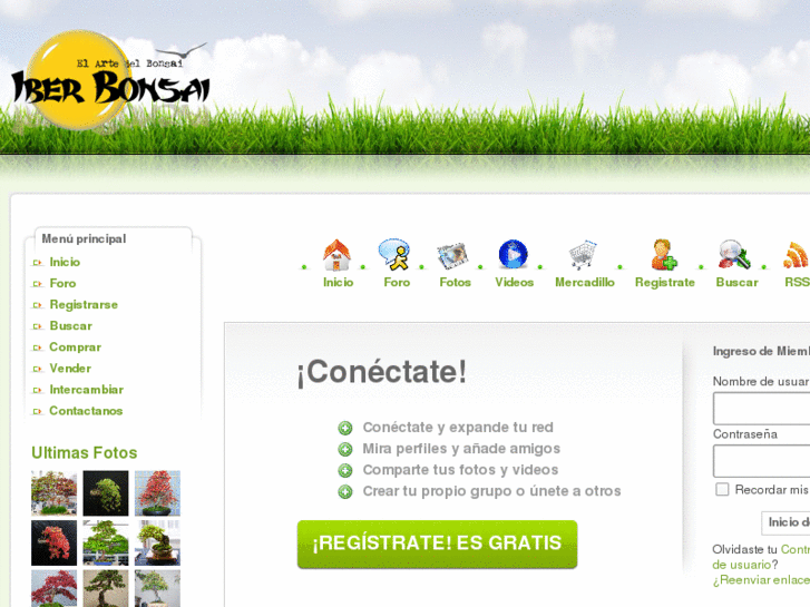 www.iberbonsai.com