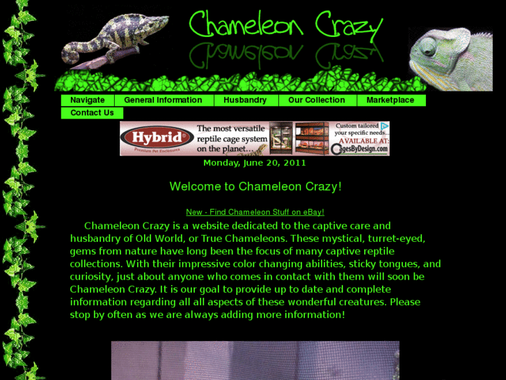 www.chameleoncrazy.com