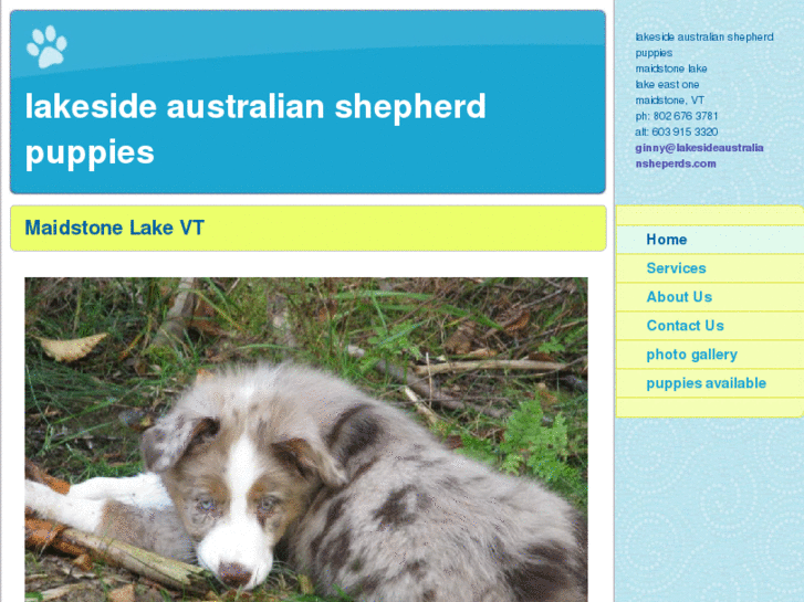 www.lakesideaustraliansheperds.com