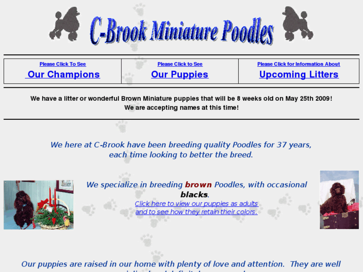 www.c-brookpoodles.com