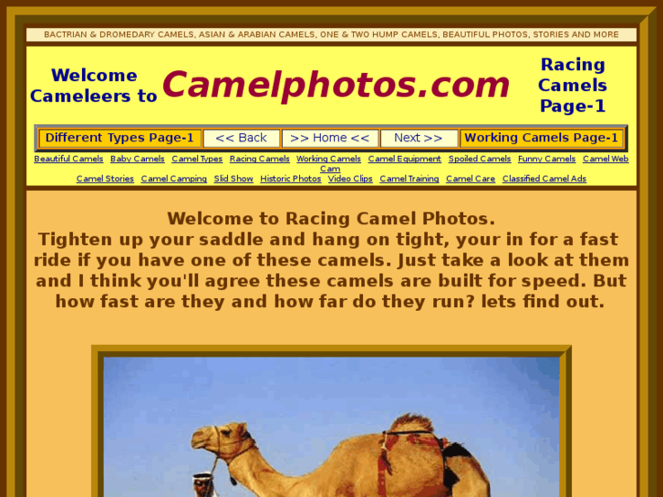 www.racingcamels.com