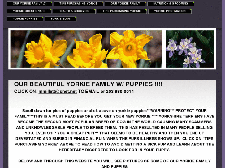 www.yorkshireterrierpuppiesonline.com