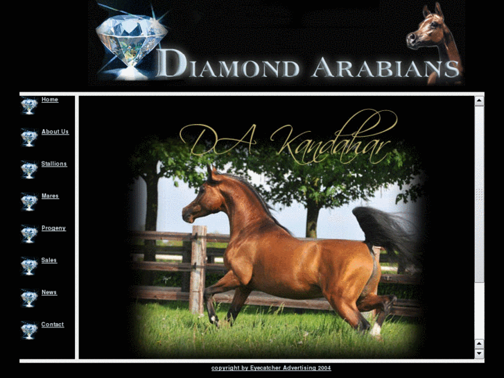 www.diamond-arabians.com