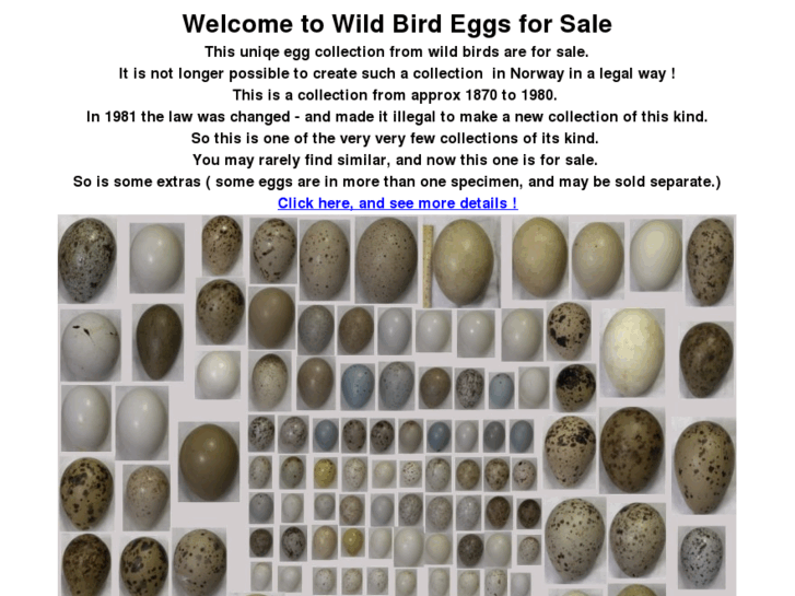 www.wildbirdeggs4sale.com