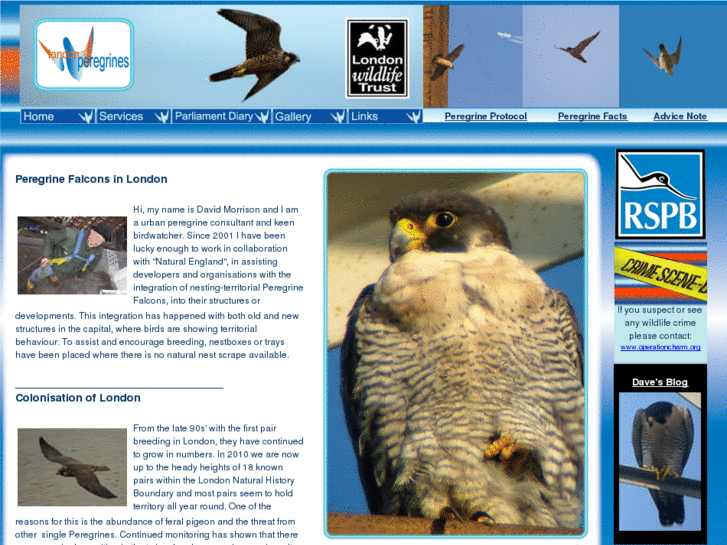 www.londonperegrines.com