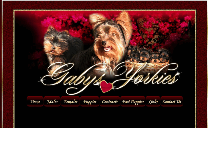 www.gabysyorkies.com