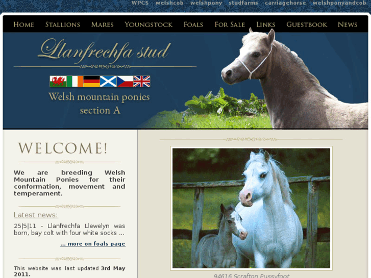 www.llanfrechfastud.com