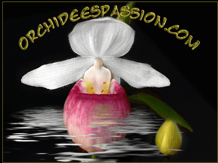 www.orchideespassion.com