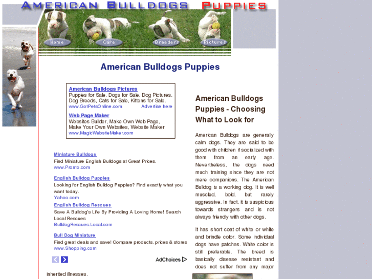 www.american-bulldogs-puppies.com