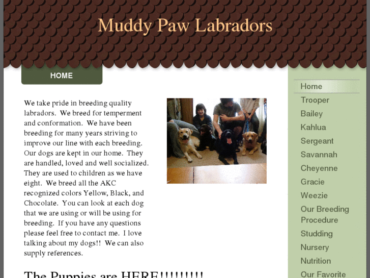 www.muddypawlabradors.com