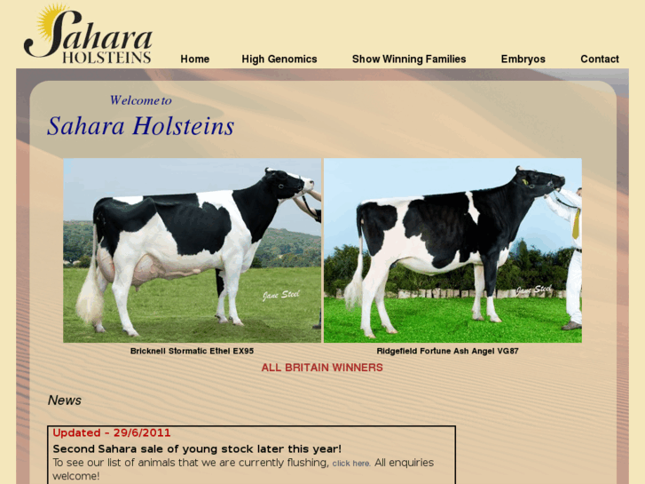 www.saharaholsteins.com