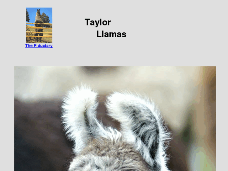 www.taylorllamas.com