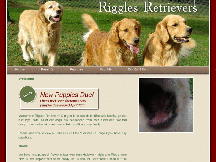 www.rigglesretrievers.com