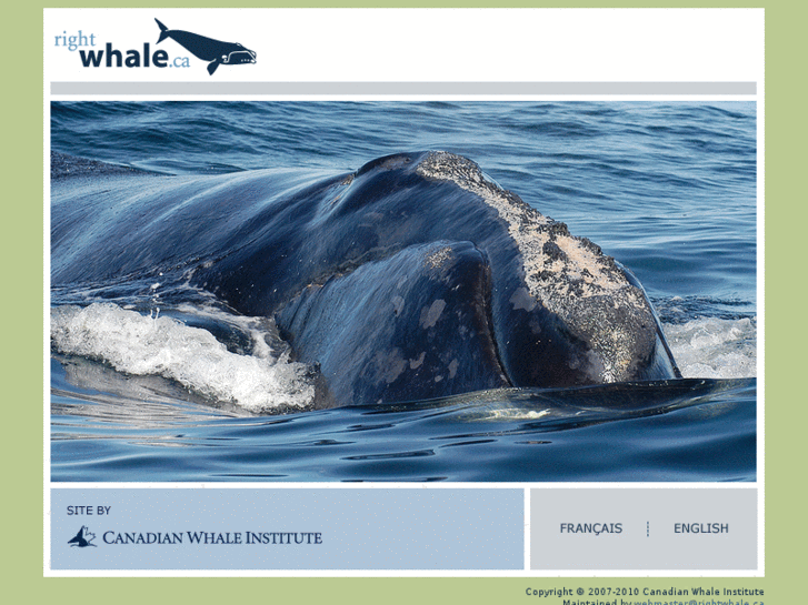 www.rightwhale.ca