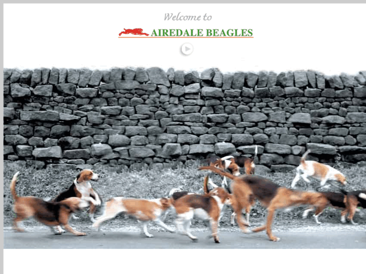 www.airedalebeagles.com