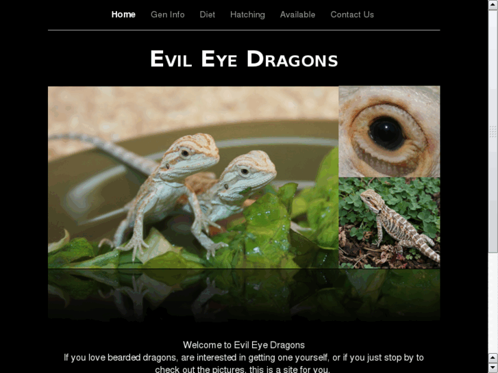 www.evileyedragons.com