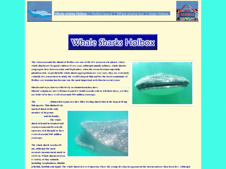 www.whalesharksholbox.com