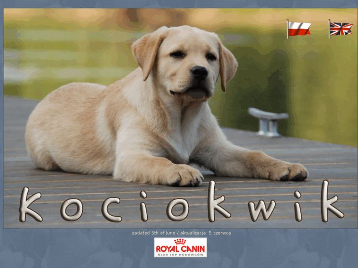 www.labrador-kociokwik.com