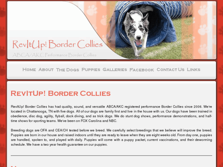 www.border-collies.biz