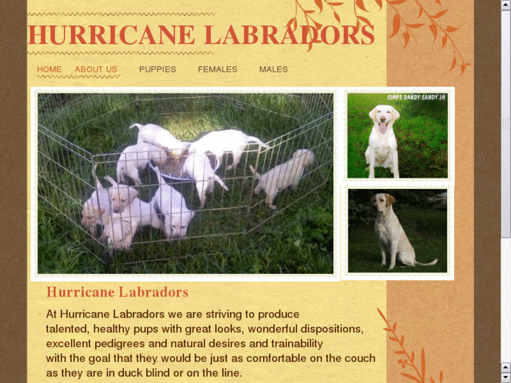 www.hurricanelabradors.com