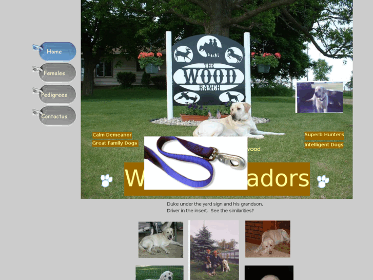 www.woodlabradors.com