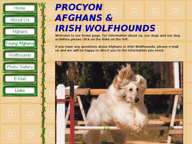 www.procyonafghanhounds.com