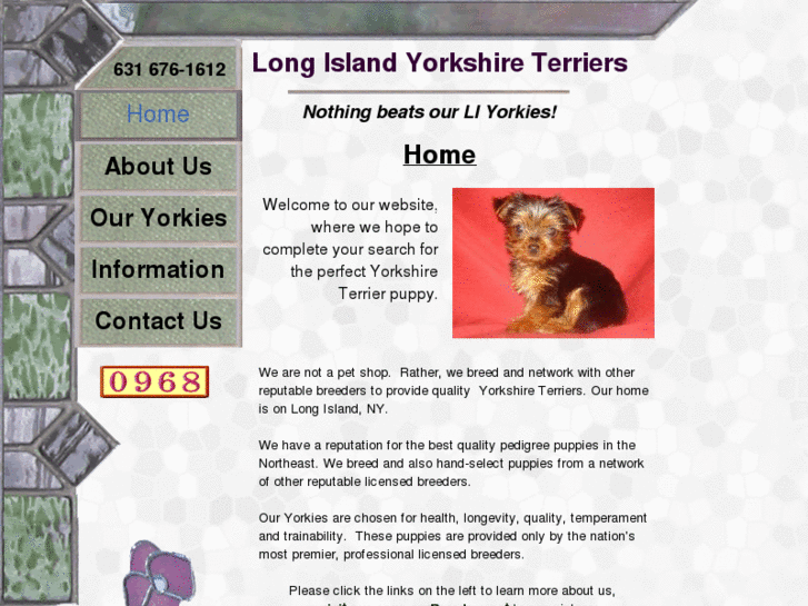 www.longislandyorkshireterriers.com