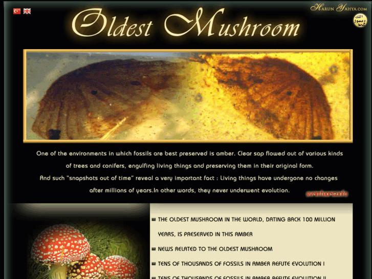 www.oldestmushroom.com