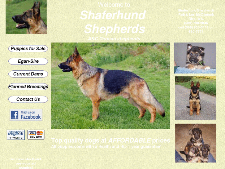 www.schafferhundshepherds.com