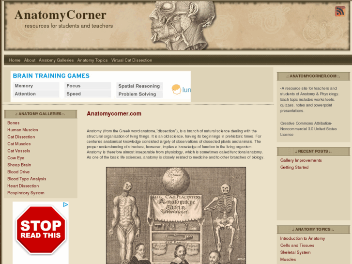 www.anatomycorner.com