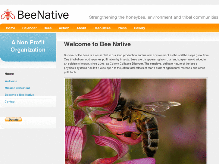 www.beenative.net