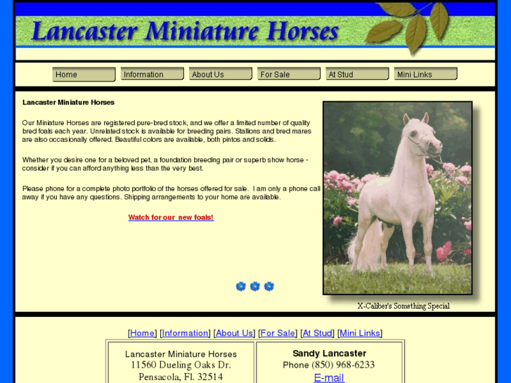 www.lancasterminiaturehorses.com