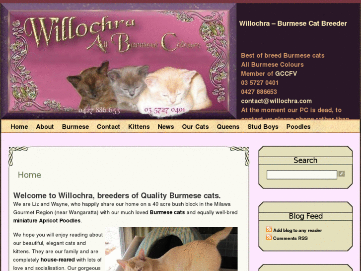 www.burmesecatbreeder.com