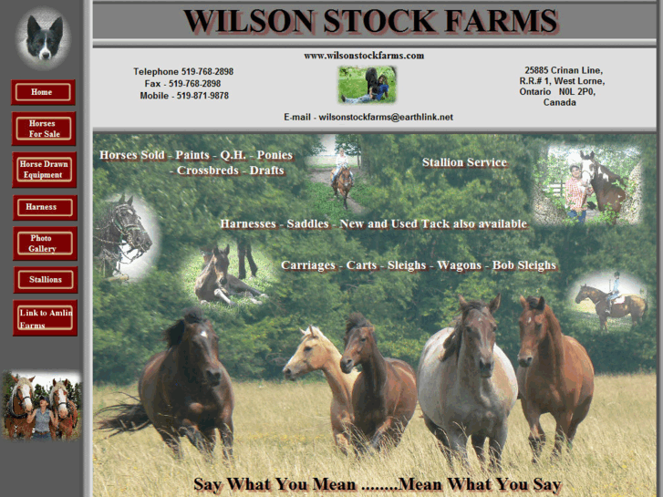 www.wilsonstockfarms.com