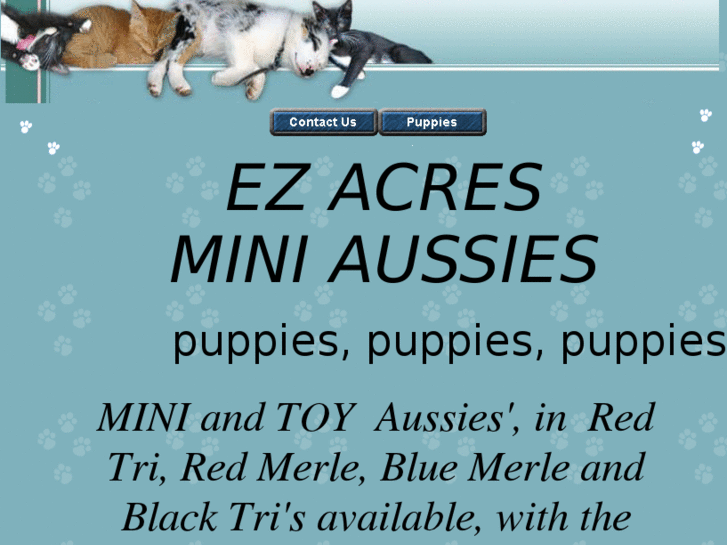 www.ezacresminiaussies.com