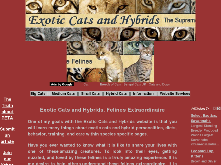 www.exotic-cats-and-hybrids.com