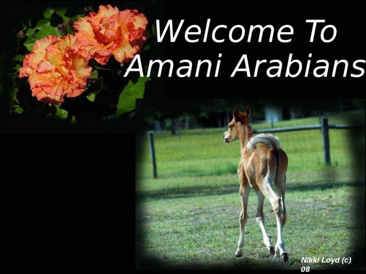 www.amaniarabians.com