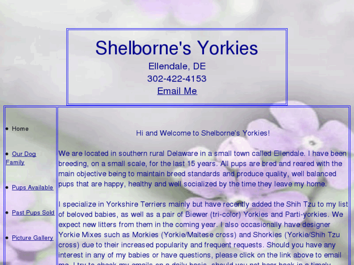 www.shelbornesyorkies.com