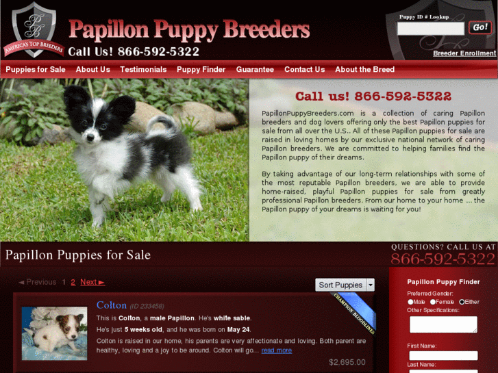 www.papillonpuppybreeders.com