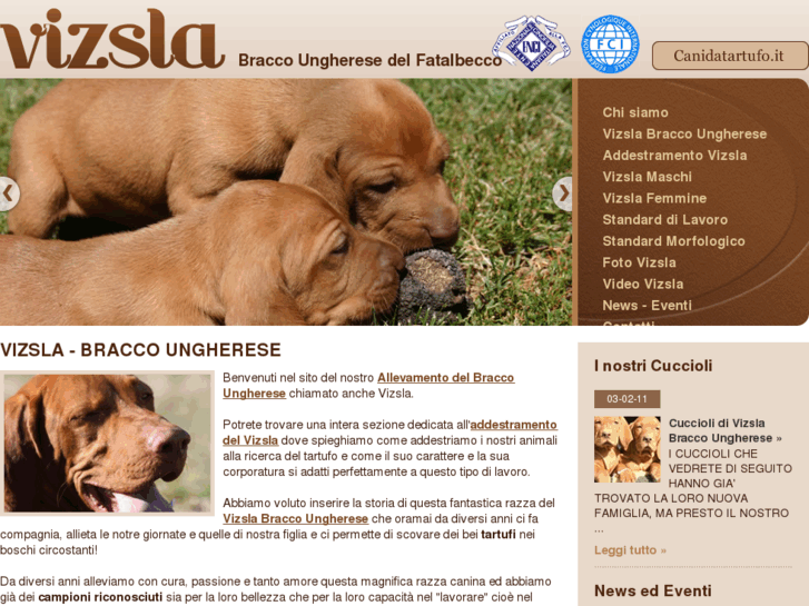 www.vizsla.it