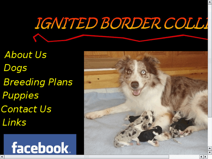 www.ignitedbordercollies.com