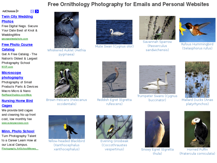 www.ornithologyphotography.com