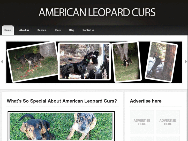 www.americanleopardcurs.com