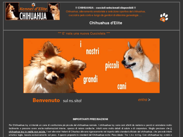 www.chihuahua-cuccioli.com