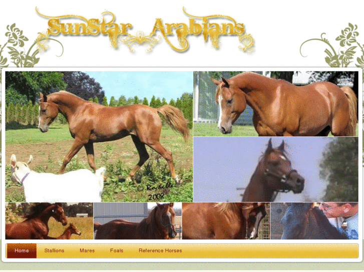 www.sunstararabians.com