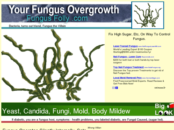 www.fungusfolly.com