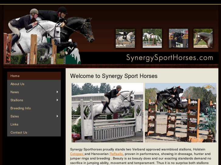 www.synergysporthorses.com