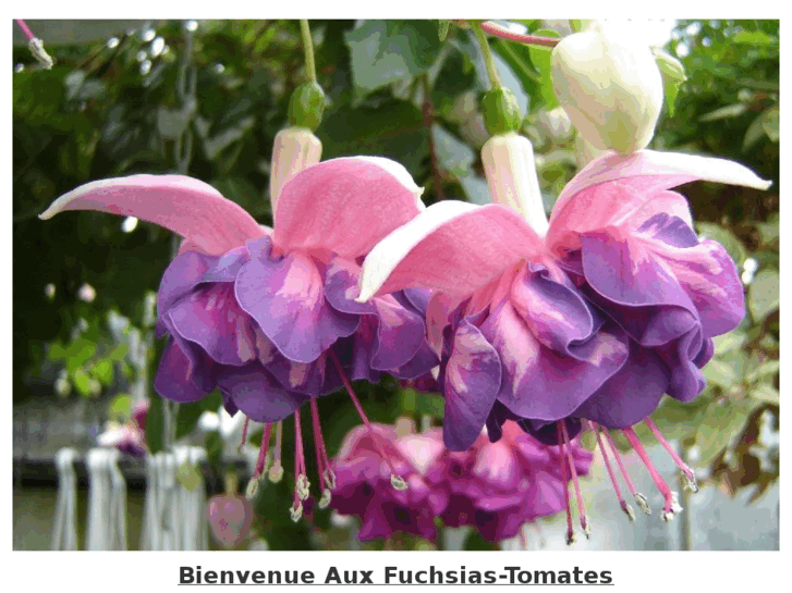 www.fuchsia-tomate.com